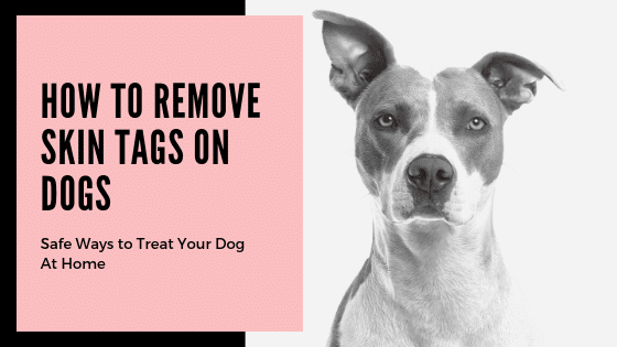 Skin Tags On Dogs – What They Are And How To Remove