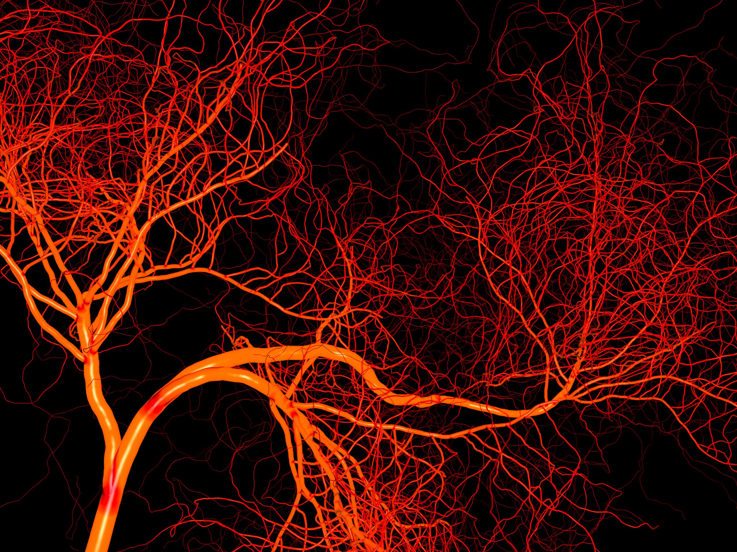 medical diagram of blood vessels